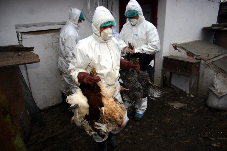 ALERTĂ. A fost confirmat un nou focar de gripă aviară. Peste 22.000 de păsări au fost ucise