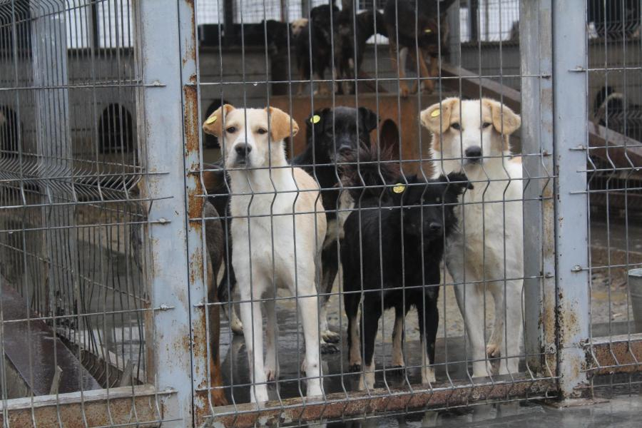 Cum puteţi ADOPTA un câine fără stăpân