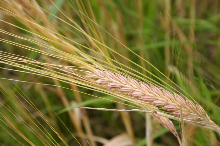 Reguli noi în agricultura ecologică 