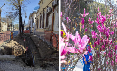 Cu ce vor fi înlocuiţi teii de pe strada Domnească?