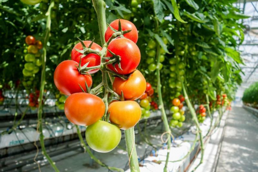 Peste 3.500 de legumicultori gălățeni, în Programul ”Tomata”
