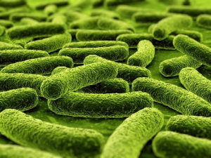 Când și bacteria are carnet de partid