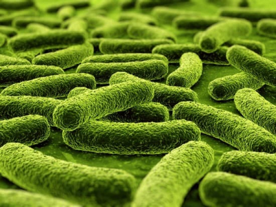 Când și bacteria are carnet de partid