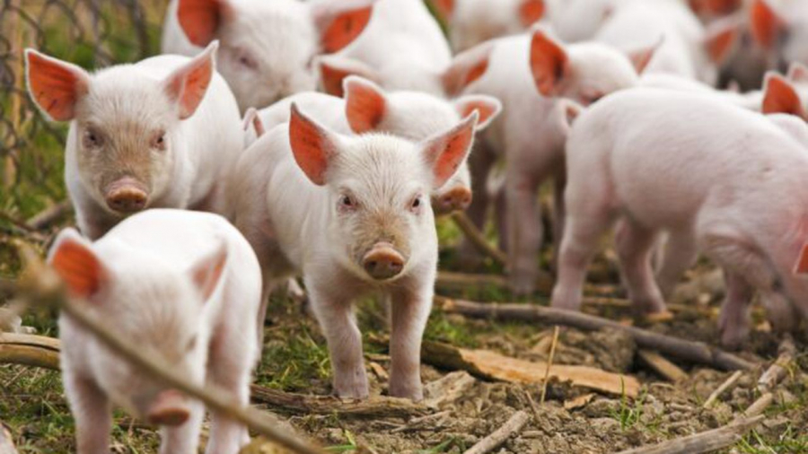 Industria cărnii de porc din România, în colaps