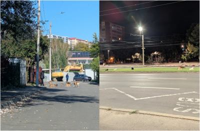 Câte haite de câini vagabonzi terorizează oraşul