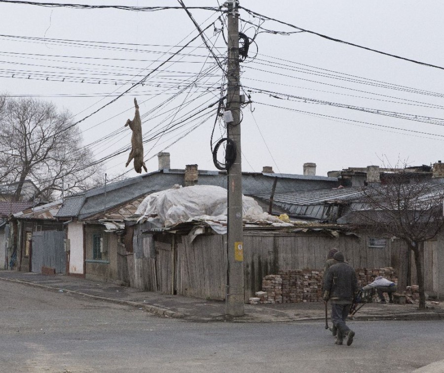 GALERIE FOTO / Sacrificarea porcului, reinventată la Galaţi. Un râmător a fost spânzurat de cablurile electrice!