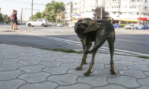 Câinii comunitari - sursă de infecţie pentru gălăţenii din zona Siderurgiştilor