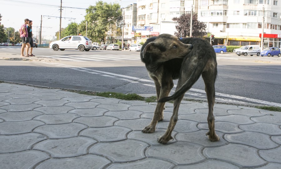 Câinii comunitari - sursă de infecţie pentru gălăţenii din zona Siderurgiştilor