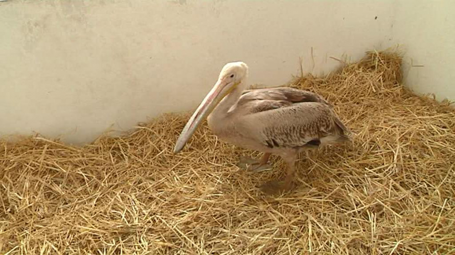 Un pelican şi doi tigri vor face deliciul publicului