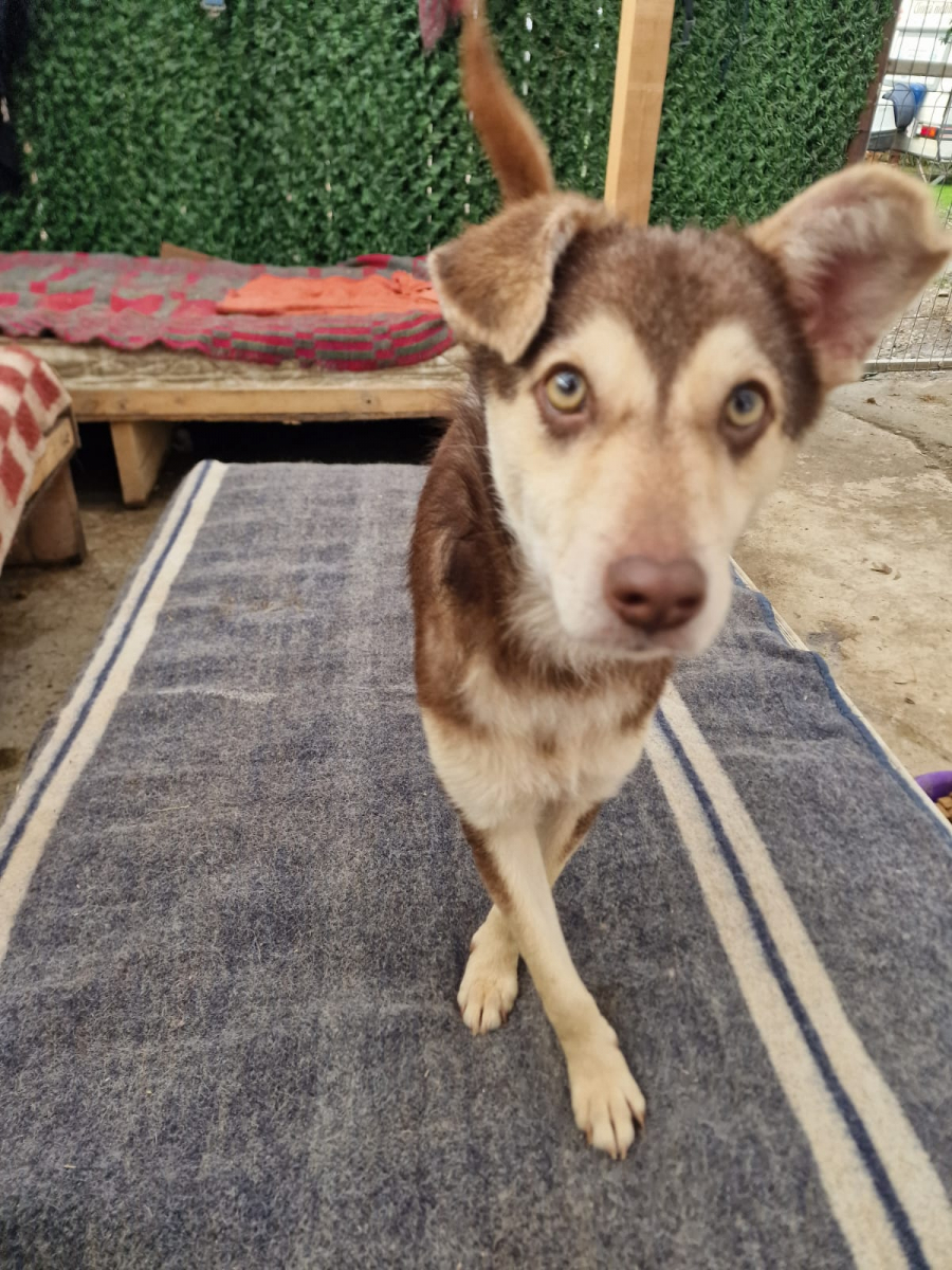 Un căţel cu ochi de miere îşi caută o familie. Şcoala iubitorilor de animale