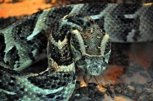Expoziţie cu peste 70 de reptile vii, la Complexul Muzeal de Ştiinţele Naturii