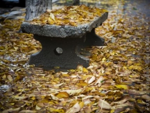 Natura ne dă lecţii