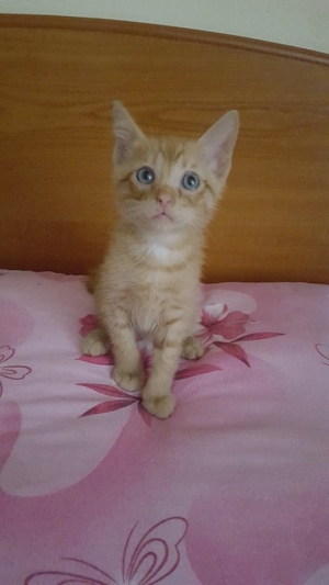 Campanie VL &quot;Adoptă un suflet&quot; | Ia-l acasă pe Mandarină, un motănel iubitor