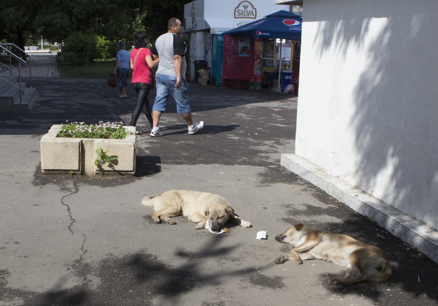 "Viaţa liberă", în cartierul tău: Haite de câini, mizerie şi zgomot în spate la Potcoava