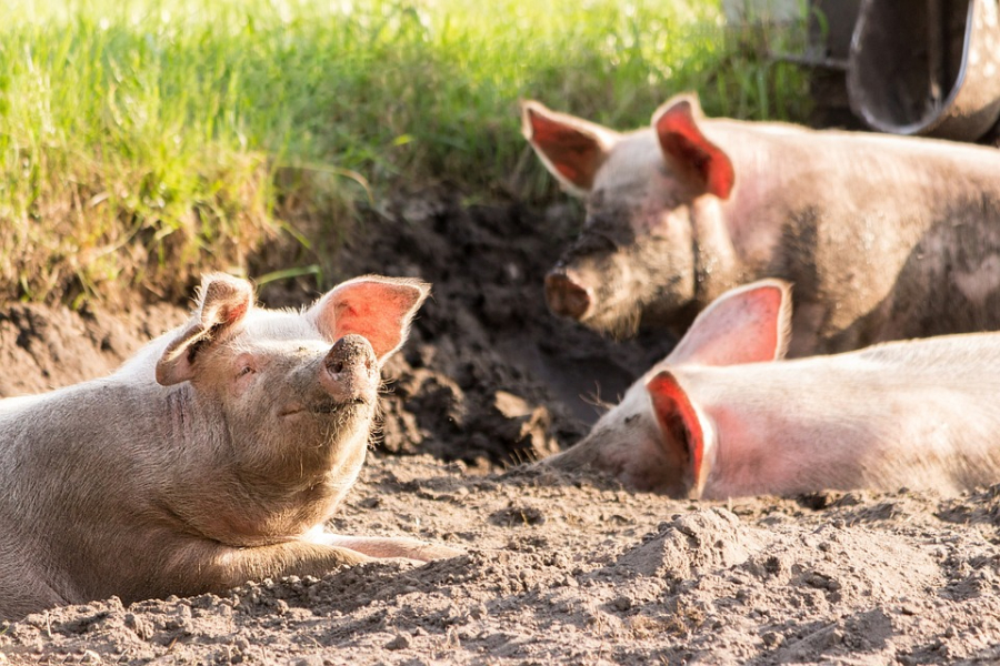 Focar semnificativ de pestă porcină, în județul Timiș