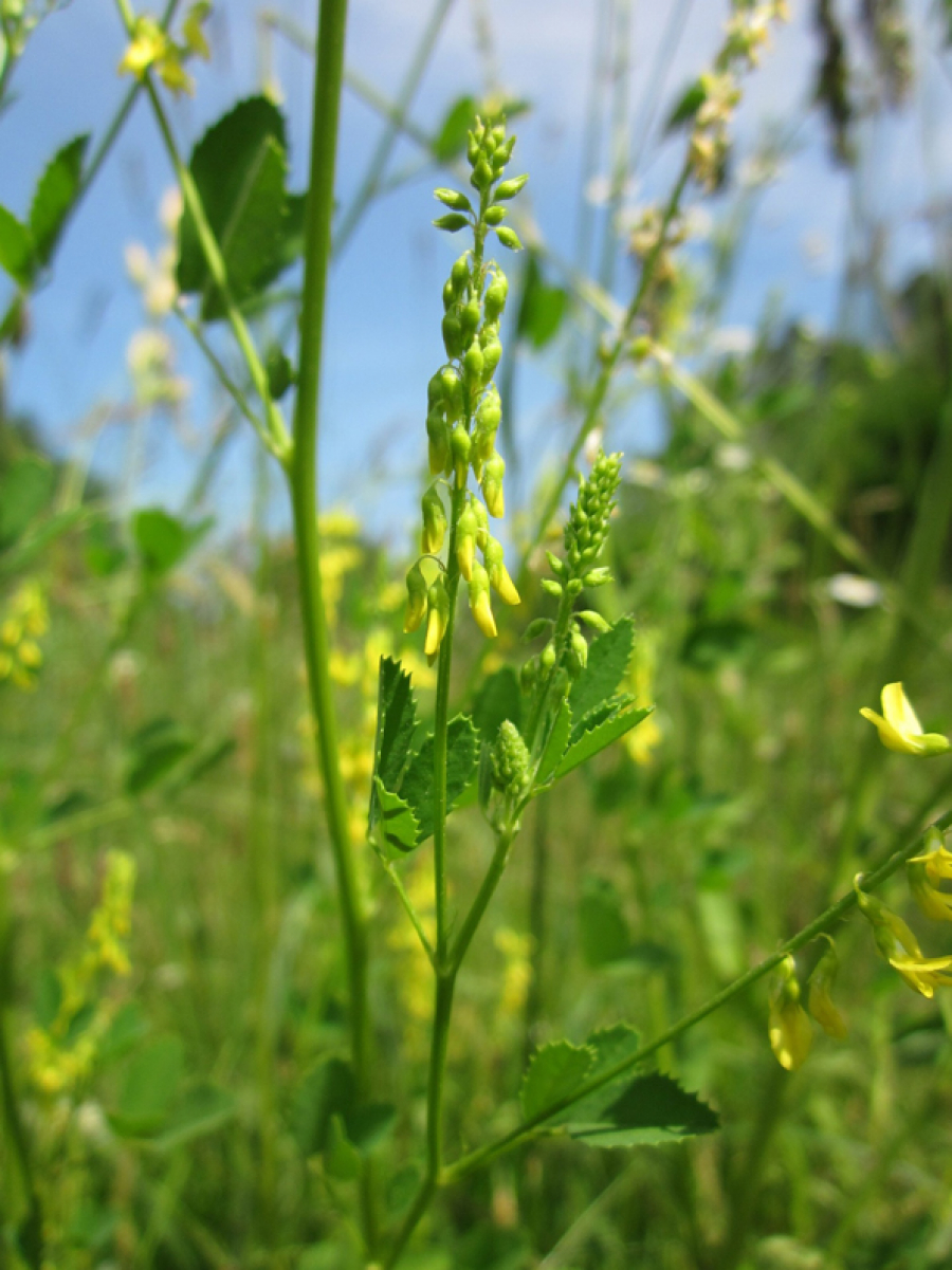 Sulfina combate problemele oculare