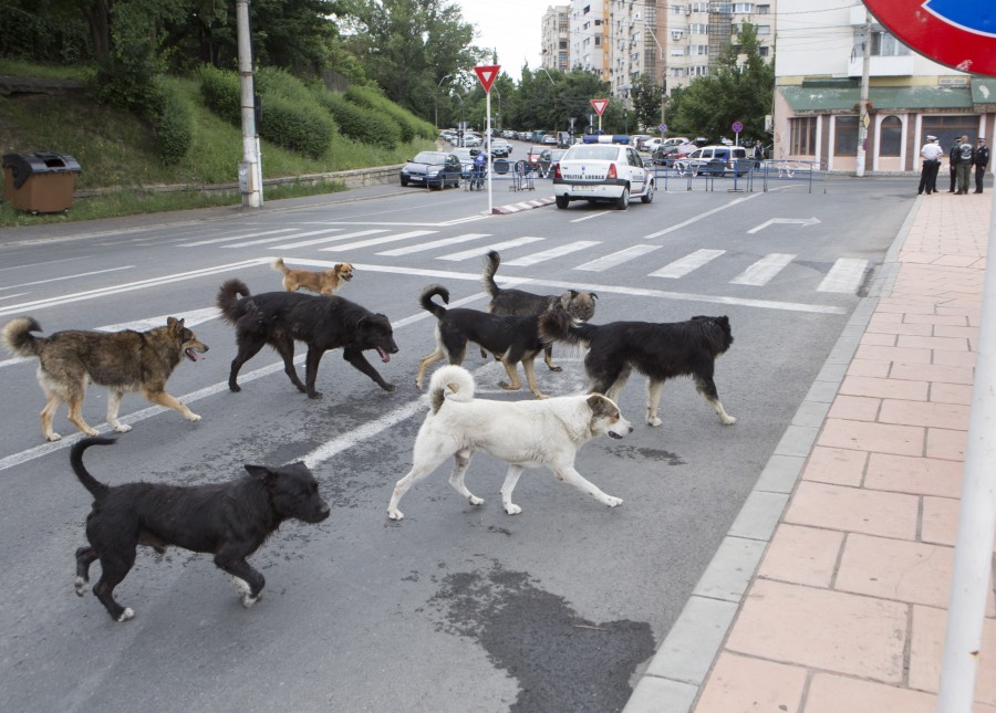 Galaţiul maidanezilor/ Faleza este ÎMPÂNZITĂ de câini fără stăpân