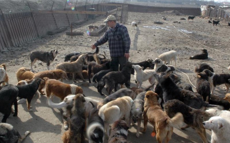 187 de câini fără stăpân au fost eutanasiaţi în Bucureşti începând de miercuri