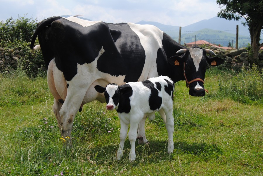 ALERTĂ veterinară/ BOALA "limbii albastre" a fost CONFIRMATĂ în judeţul Galaţi