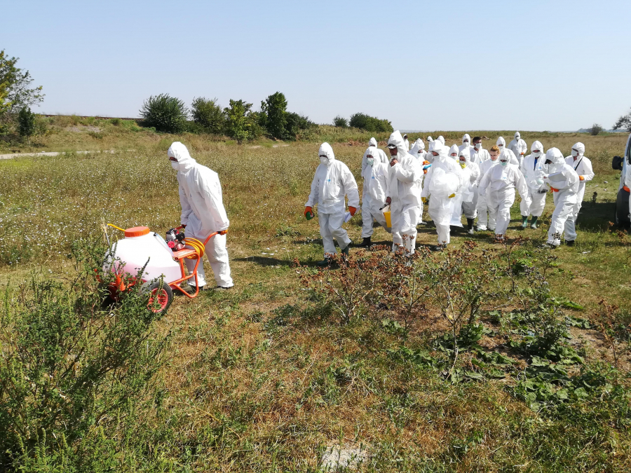 A fost confirmat un nou focar de pestă porcină în județul Galați