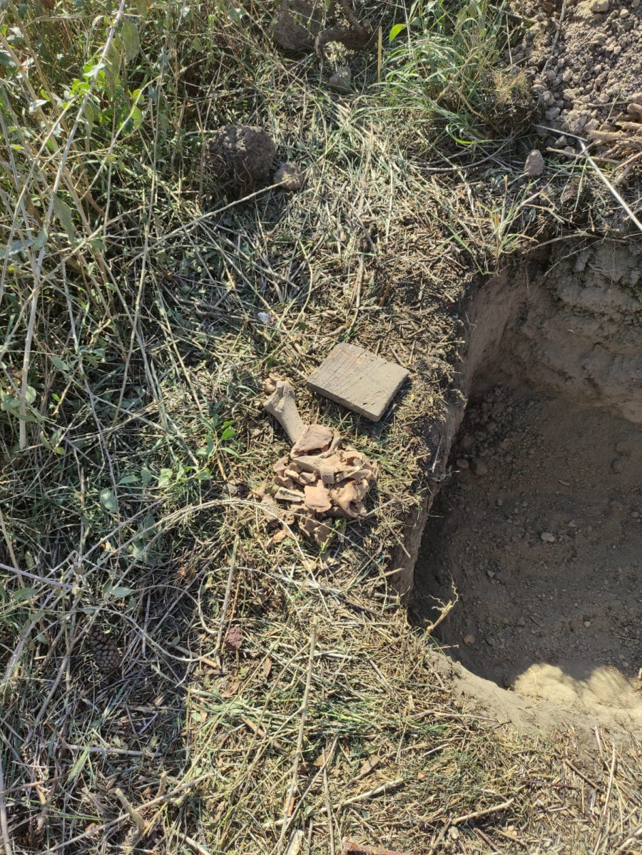 Oseminte umane descoperite pe taluzul Falezei, în campania de plantat copaci