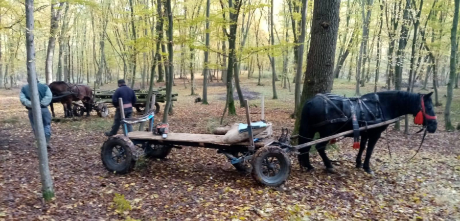 Aprovizionare din pădure, pentru zile geroase