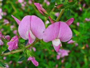 Planta care face bine rinichilor