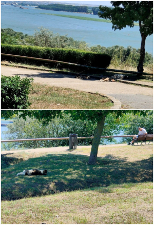 Circuitul câinilor în natură, la Turnul TV. Cum înţeleg unii gălăţeni adopţia unui animal