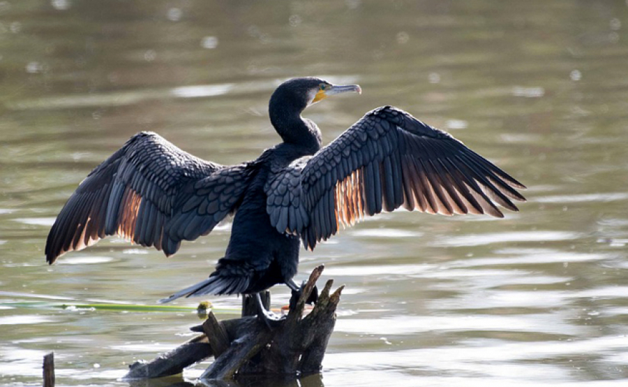 Discursuri „memorabile”: Petre Daea, despre cormorani