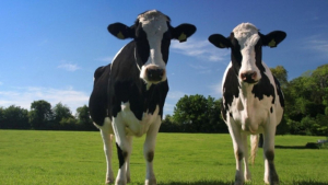 ANCHETĂ VL. Evaziune de milioane de euro la coada vacii