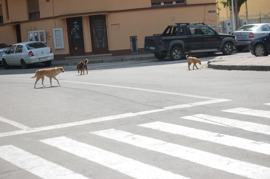 PERICOL în prag de vară/ Câinii comunitari, o AMENINŢARE la siguranţa gălăţenilor (FOTO)