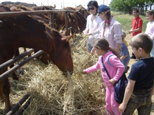 Cadou de 1 iunie - Intrare gratis pentru copii la herghelia de la Tuluceşti 