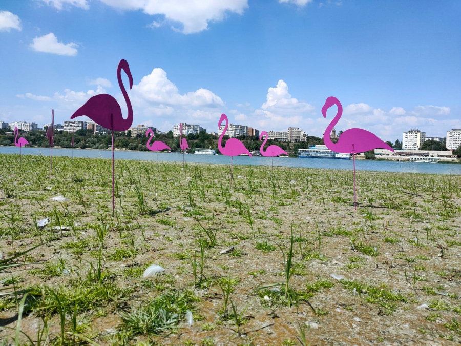 UPDATE 31 de flamingo roz pe insula din mijlocul Dunării, un semnal de alarmă faţă de schimbările climatice (VIDEO)