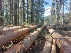 Rășinoasele, pondere în exploatarea forestieră