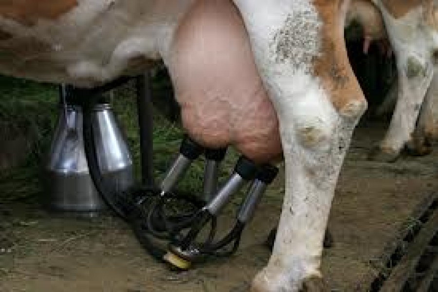 Cât va fi subvenţia la bovine în 2014