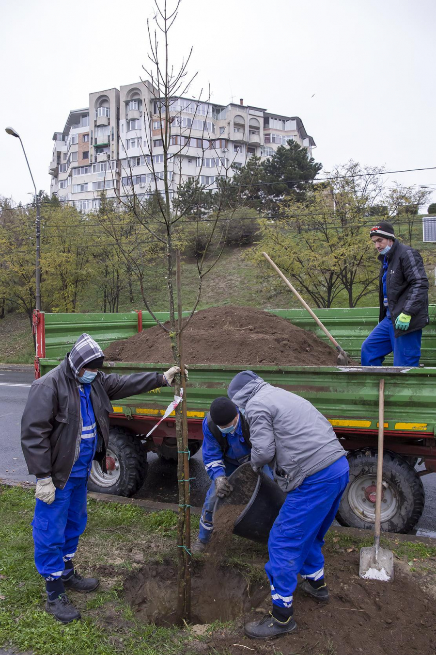 Au reînceput plantările pe Faleză. Ce măsuri a luat Primăria ca să nu se mai usuce copacii