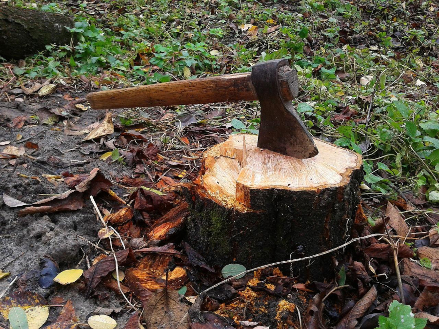 Pădure defrişată pentru lemne de foc