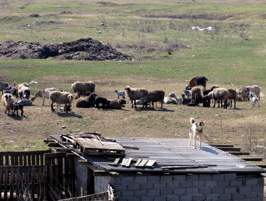 (VIDEO) Ciobanii din Măstăcani şi Vlădeşti încalcă legea pe bandă! Vezi ce au găsit poliţiştii la stâne în urma percheziţiilor