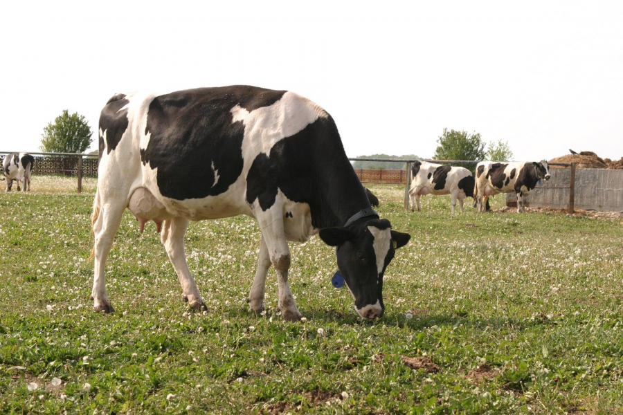 Ministerul Agriculturii a publicat plafoanele ajutoarelor