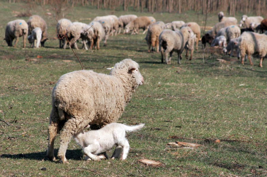 Cioban gălăţean bolnav de o formă de meningită a animalelor