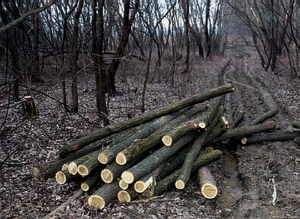 Copaci TĂIAȚI de localnici, pentru lemne de foc