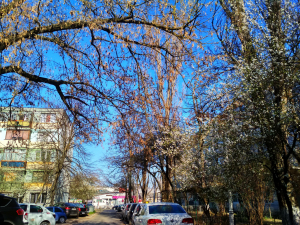 Câţi arbori ar putea fi tăiaţi în Ţiglina şi Mazepa (FOTO)