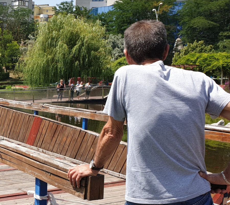 De ce a dispărut salcia din parcul Viva?