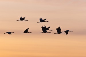 LECŢII ÎN AER LIBER: Elevii din Galaţi vor &quot;pândi&quot; păsările migratoare