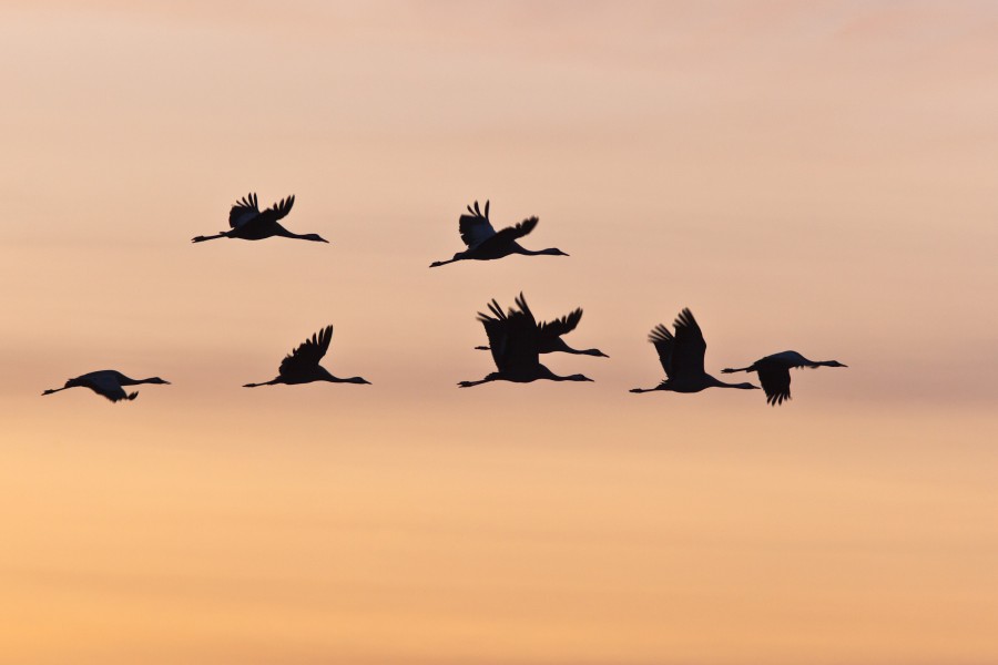LECŢII ÎN AER LIBER: Elevii din Galaţi vor "pândi" păsările migratoare