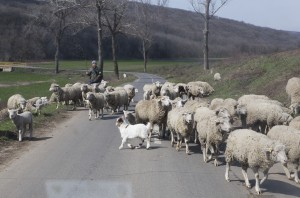 Iată pe ce bazaconii aruncă banii Primăria Galaţi: 65.000 de lei pentru oi pe Faleză şi albine pe bloc