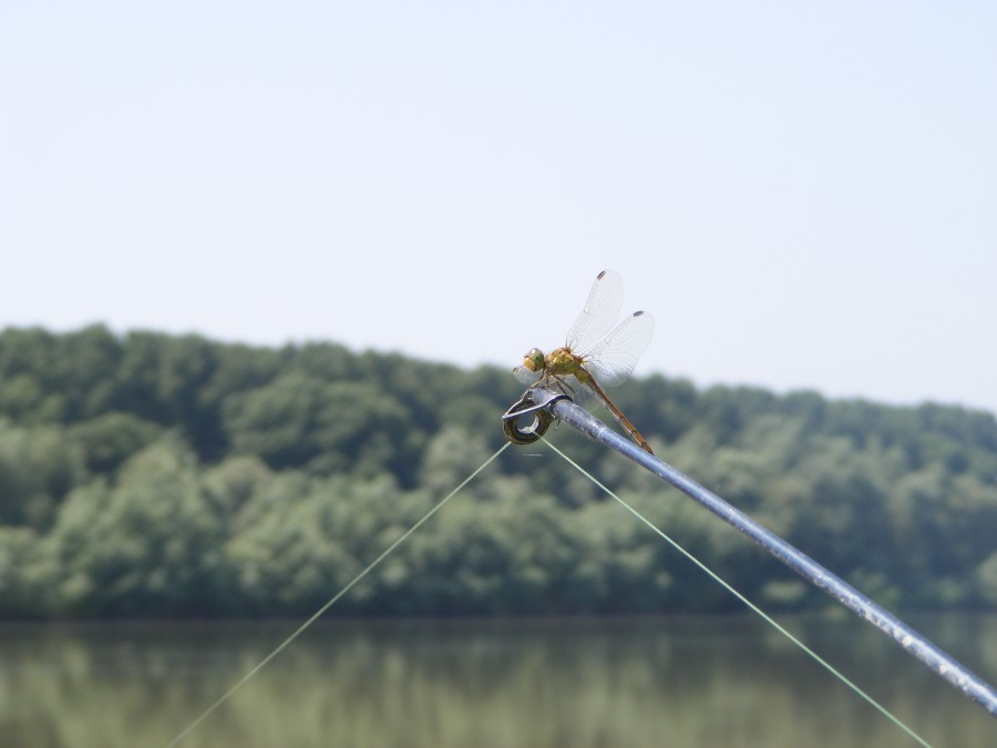 Veşti bune pentru pescari - se pot prelungi PG-urile