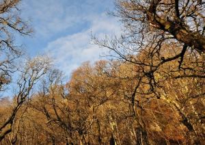 Temperaturi peste cele normale. Cum va fi vremea în primele săptămâni din 2024