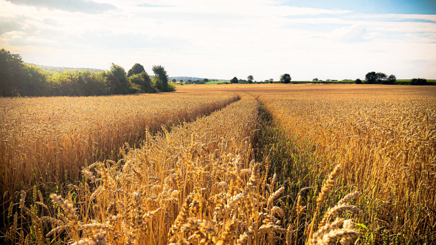 Fermierii români resimt scăderea prețurilor la cereale