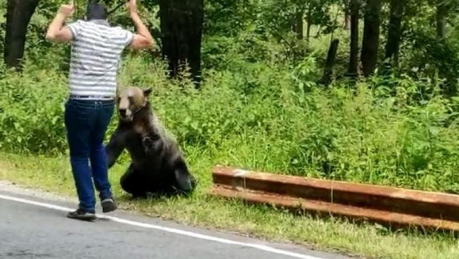 Aproape sfâșiat de ursul pe care îl hrănea